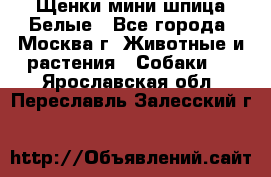 Щенки мини шпица Белые - Все города, Москва г. Животные и растения » Собаки   . Ярославская обл.,Переславль-Залесский г.